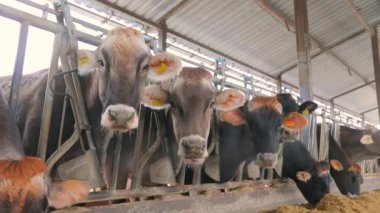 İnek kameraya yakından bakar. Ahırdaki güzel inekler. Braunschwitz inekleri yakın plan.