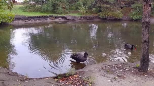 Fekete hattyúk csajokkal a tóban. Fekete oroszlánok úszkálnak a tóban. Fekete hattyúk a természetben — Stock videók
