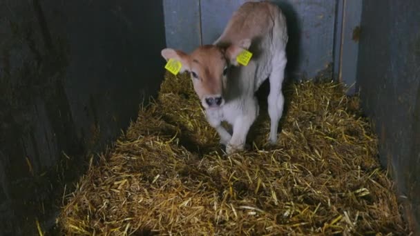 Schattige babykoe van dichtbij. Braunschwitz koe kalf. Schattige kleine koe close-up. — Stockvideo