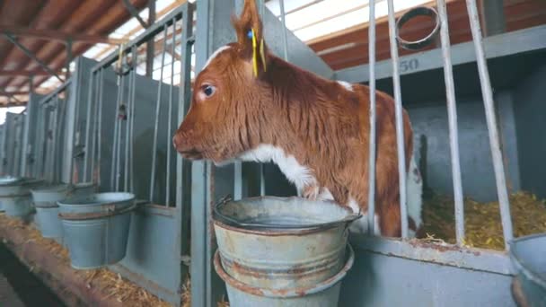 귀여운 소가 가까이 있어. 브라운 슈비츠 소새끼. 젖소의 근접 사진 — 비디오