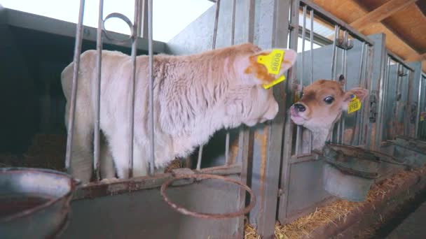 젖소 농장의 귀여운 새끼들. 브라운 슈비츠 소새끼. 새끼를 키우는 일. — 비디오