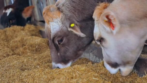 Many cows eat hay. Cows eat hay in the barn. Braunschwitz cows eat hay — Vídeos de Stock