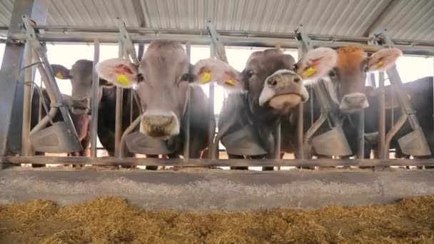Grote moderne koeienstal met Braunschwitz koeien. Veel koeien in de schuur. Veel Brunschwitz koeien in een koeienstal. Koeien eten hooi in de schuur. — Stockvideo
