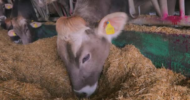 Koeien eten hooi in de schuur. Een mooie koe eet hooi. Koeien voeren op de boerderij. plattelandsleven. Braunschwitz koeien eten hooi — Stockvideo