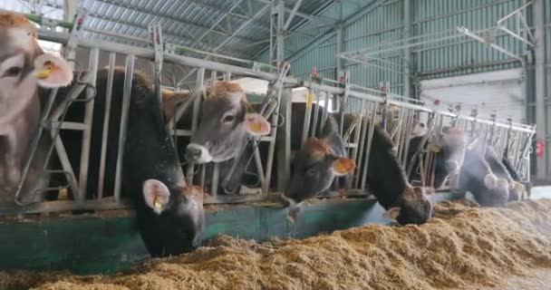 Veel Brunschwitz koeien in een koeienstal. Koeien eten hooi in de schuur. Veel koeien in de schuur. Grote moderne koeienstal met Braunschwitz koeien — Stockvideo