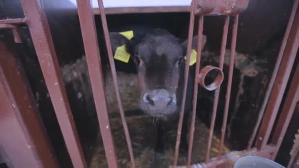 牛の頭を閉じる。ブラウンシュヴィッツ牛の品種。かわいい牛のカメラのクローズアップを見てください。農場のブラウンシュヴィッツ牛 — ストック動画