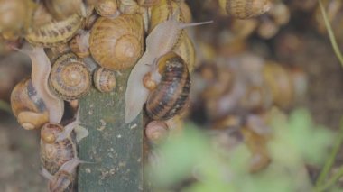 Çiftlikteki salyangozlar. Salyangoz çiftliği. Salyangoz yetiştirme süreci. Çiftlikte bir sürü salyangoz var..