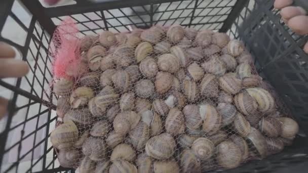 Helix aspersa maxima growing for food. Snails in a box are loaded into a car. Breeding snails for food. Delicacy. Snails are grown for export — Stock videók