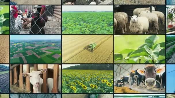 Agricultural industry video wall. Agricultural video multiscreen. Collage of Video Clips countryside. agriculture split screen — Vídeo de stock