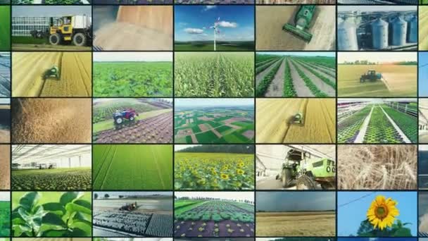 Flerskärmsjordbruk. Fältbearbetningscollage. Videon från jordbruksindustrins splittringsskärm. Jordbruksindustri — Stockvideo