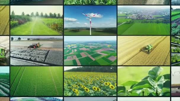Multiscreen zemědělství. Koláž na zpracování pole. Zemědělský průmysl rozdělit obrazovky videa. zemědělský průmysl — Stock video