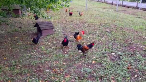 鶏は草の上を走る。農場の美しい鶏。家庭 — ストック動画