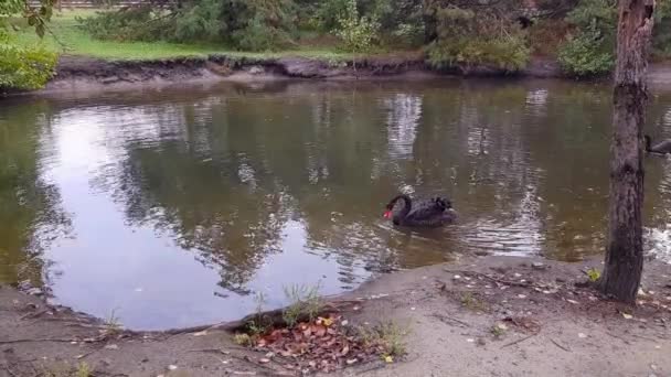 Black lions are swimming in the lake. Black swans with chicks in the pond. Black swans in nature — Vídeo de stock