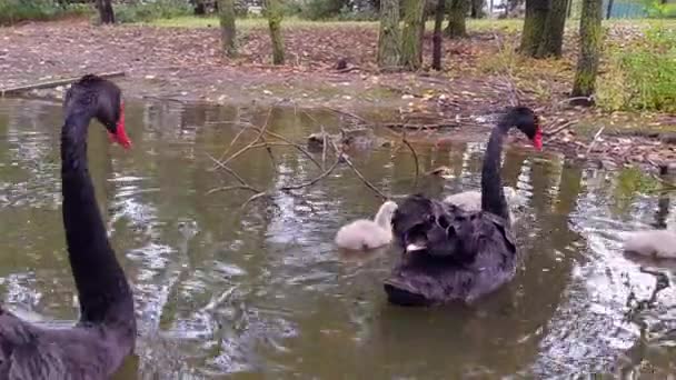 Fekete hattyúk csajokkal a tóban. Fekete oroszlánok úszkálnak a tóban. Fekete hattyúk a természetben — Stock videók