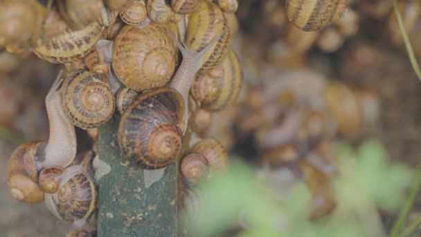 Farma ślimaków. Proces hodowania ślimaków. Na farmie jest wiele ślimaków. Ślimaki na farmie zbliżenie — Wideo stockowe