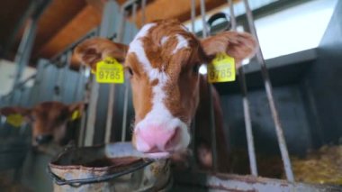 Şirin, küçük bir inek. Braunschwitz dana eti. Yavru inek, yaklaş.