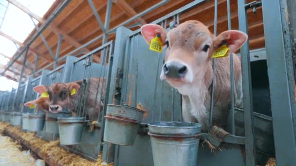 Leuke kalfjes op een melkveebedrijf. Braunschwitz koe kalf. Kalveren fokken. — Stockvideo