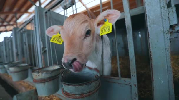 브라운 슈비츠 소새끼. 아름다운 청순 한 송아지 가 농장에 있습니다. 젖소 농장의 귀여운 새끼들. 새끼를 키우는 일. — 비디오