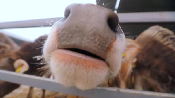 Koe close-up. De koe is geïnteresseerd in de camera. Hoofd van een koe close-up. Leuke koe van dichtbij. Braunschwitz-koe — Stockvideo