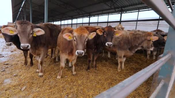 ブラウンシュヴィッツ牛と大規模な近代的な牛。納屋には牛がたくさんいる。牛小屋にいる多くのブルンズウィッツ牛。納屋で干し草を食べる牛. — ストック動画