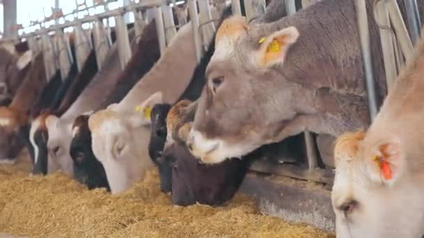 Mooie koeien sluiten af. Braunschwitz koeien op een boerderij close-up. De koe eet hooi. Mooie schone koeien — Stockvideo