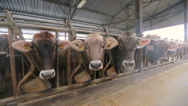 Stor mjölkgård. Massor av kor på gården. En flock kor. Kor äter hö i ladan — Stockvideo