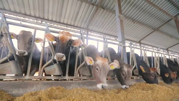 Lots of cows in the barn. Lots of Brunschwitz cows in cowshed. Cows eat hay in the barn. Large modern cowshed with Braunschwitz cows — Stock Video