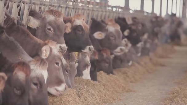 Veel koeien in de schuur. Veel Brunschwitz koeien in een koeienstal. Koeien eten hooi in de schuur. Grote moderne koeienstal met Braunschwitz koeien — Stockvideo