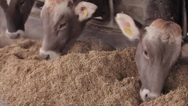 Коровы едят сено в сарае. Красивая корова ест сено. Кормление коров на ферме. сельская жизнь. Брауншвицкие коровы едят сено — стоковое видео
