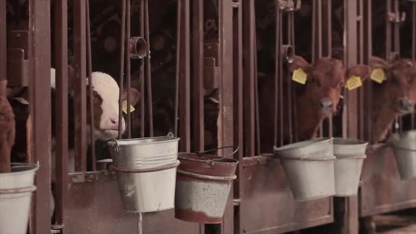 Маленькие коровы стоят в стойле. Растить телят. Милые телята на молочной ферме.. — стоковое видео