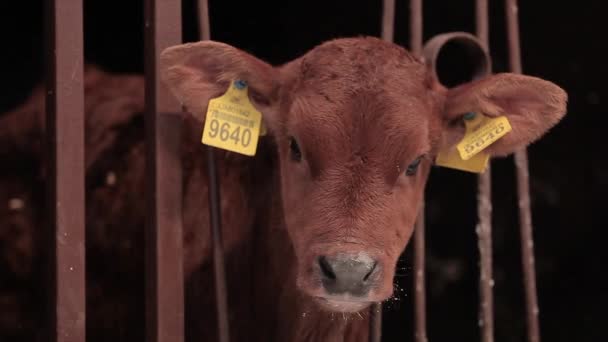 Schattige kleine koe van dichtbij. Braunschwitz koe kalf. Baby koe close up — Stockvideo