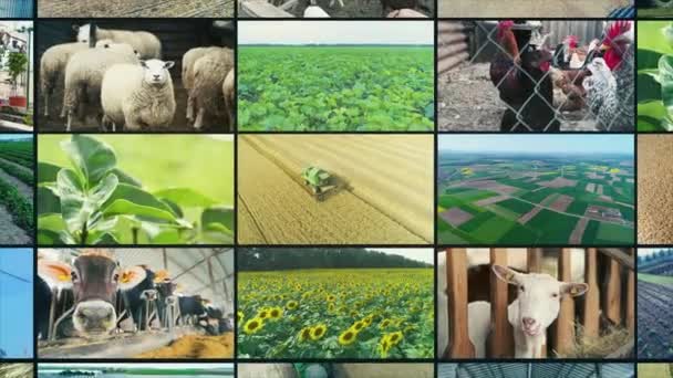 Agricultural Industry Video Wall Agricultural Video Multiscreen Collage Video Clips — Vídeos de Stock