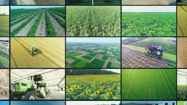 Videowand Für Die Agrarindustrie Landwirtschaftliche Video Multiscreen Collage Aus Videoclips — Stockvideo