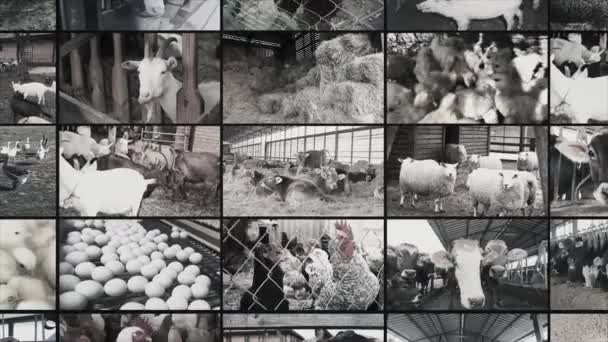Video Stěna Zemědělského Průmyslu Zemědělské Video Multiscreen Koláž Videoklipů Venkově — Stock video