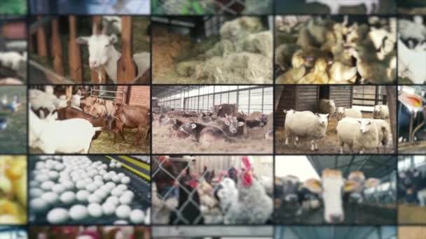 Agriculture Split Screen Farm Animals Livestock Split Screen Video Farm — Vídeo de Stock