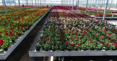 İnsanlar bir serada çalışıyor, çiçekli bir serada, insanlar bir serada çiçeklerle çalışıyor, süs bitkilerinin yetiştirildiği bitkiler yetiştiriyorlar..