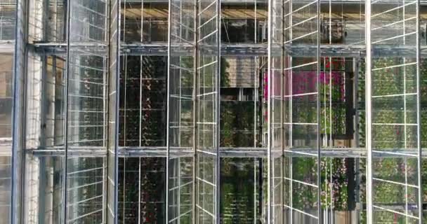 Flying Large Greenhouse Flowers Greenhouse Retractable Roof Greenhouse View Growing — Stock Video