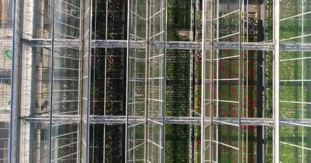 飞过一个有花的大温室 一个有可伸缩屋顶的温室 一个从上面看到的温室 种着花 — 图库视频影像