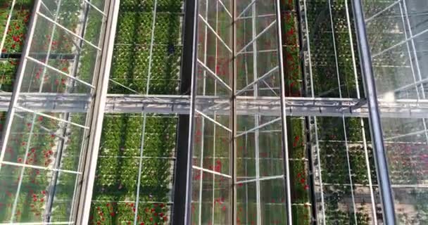 Flying Large Greenhouse Flowers Greenhouse Retractable Roof Greenhouse View Growing — Stock Video