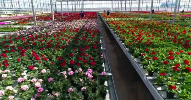 Människor Arbetar Ett Växthus Ett Växthus Med Blommor Människor Arbetar — Stockvideo