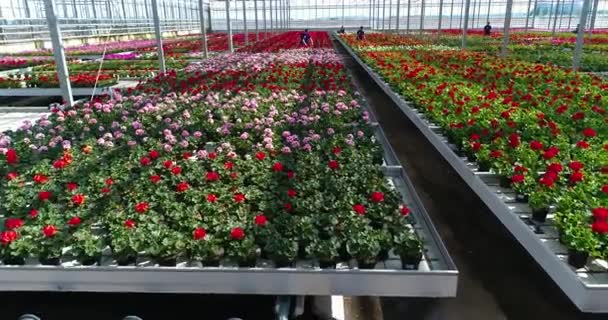 人们在温室里工作 在有花的温室里工作 在温室里工作 种植观赏植物 — 图库视频影像