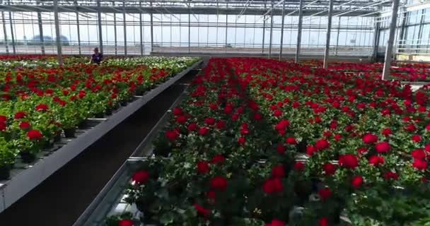 Emberek Egy Üvegházban Dolgoznak Egy Üvegházban Virágokkal Emberek Virágokkal Dolgoznak — Stock videók