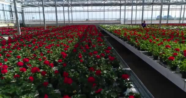 Mensen Werken Een Kas Een Kas Met Bloemen Mensen Werken — Stockvideo