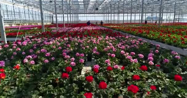 Άνθρωποι Εργάζονται Ένα Θερμοκήπιο Ένα Θερμοκήπιο Λουλούδια Άνθρωποι Εργάζονται Λουλούδια — Αρχείο Βίντεο