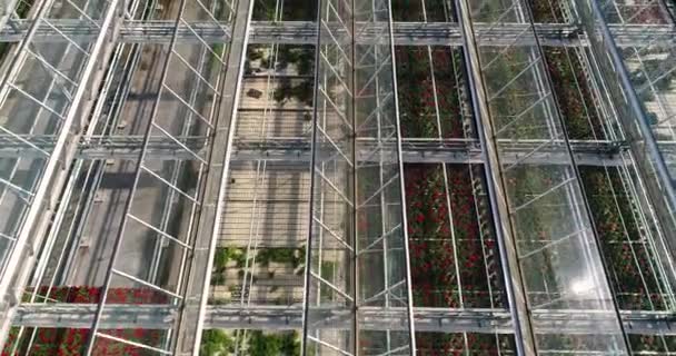 Flying Large Greenhouse Flowers Greenhouse Retractable Roof Greenhouse View Growing — Stock Video