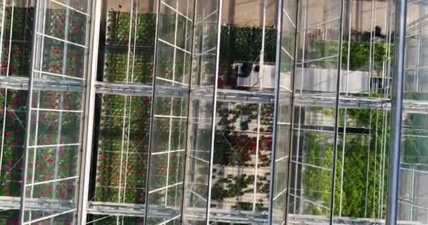 Egy Nagy Üvegház Felett Repül Virágokkal Egy Üvegház Behúzható Tetővel — Stock videók