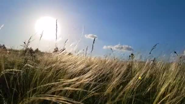 Трава Ветру Зеленая Трава Раскачивается Ветру Трава Ветру Вечернем Свете — стоковое видео