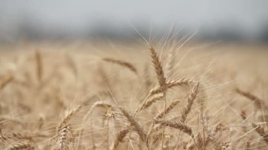 Buğdaylı tarla, Ukrayna. Ukrayna buğdayı. Olgun buğday yakın çekim