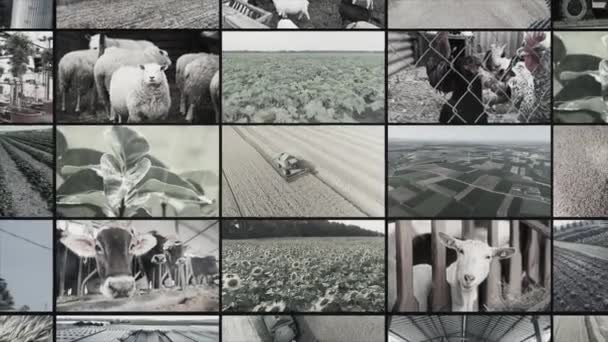 Agricultural Industry Video Wall Agricultural Video Multiscreen Collage Video Clips — Stockvideo