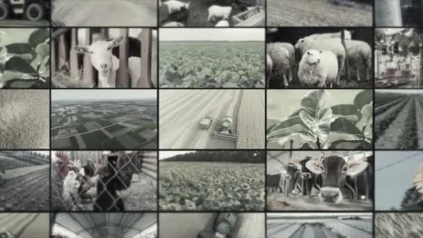 Agricultural Industry Video Wall Agricultural Video Multiscreen Collage Video Clips — Stock Video